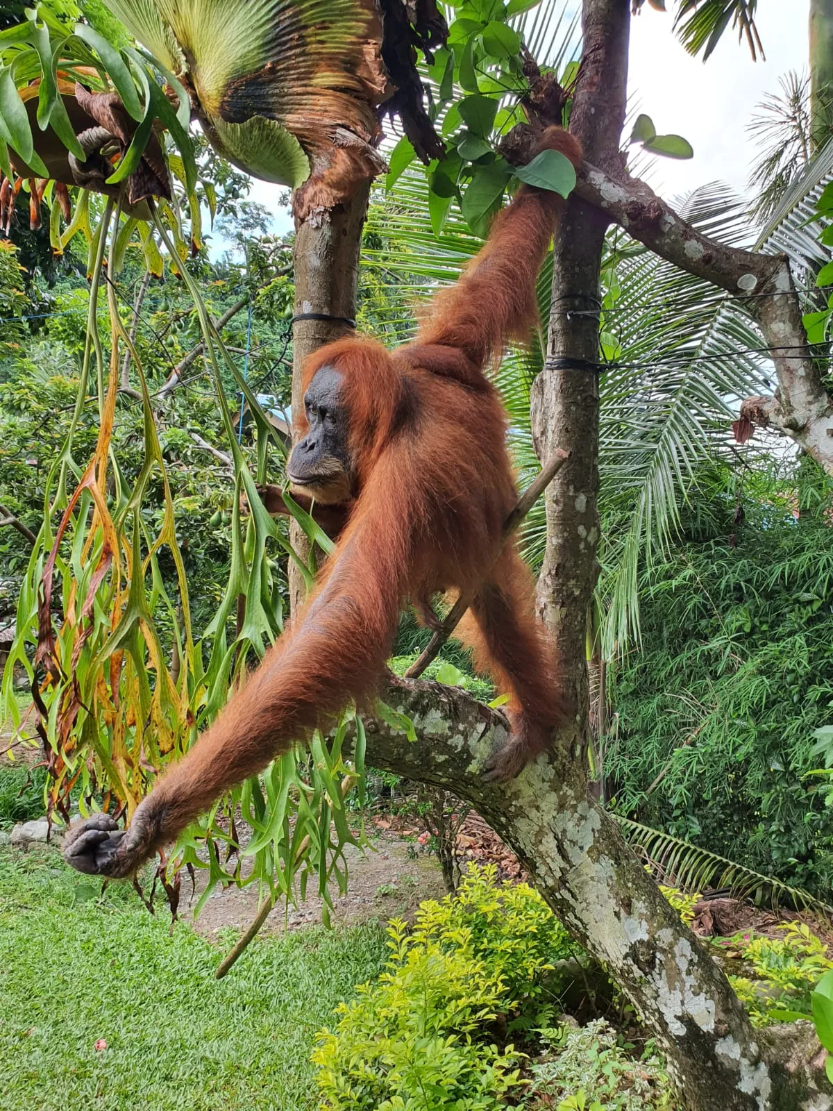 Wagubsu Bawa Menpora Lihat Orangutan di TNGL