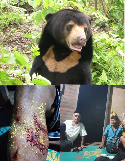 Beruang Menyerang  Petani Roburandolok, Kaki Luka Parah