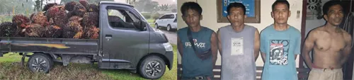 4 Dari 6 Pelaku Pencurian TBS di PTPN IV Diamankan Polsek Pulau Raja