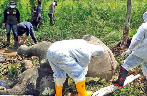 Gajah Mati Di CRU Aceh Selatan