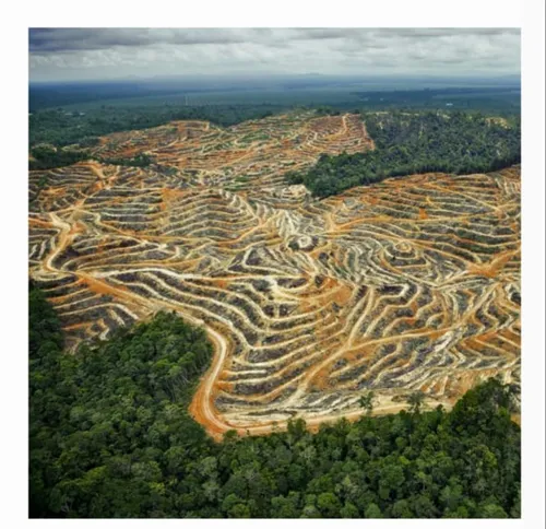 Indonesia Dan Brasil Penyebab Hilangnya Hutan Tropis