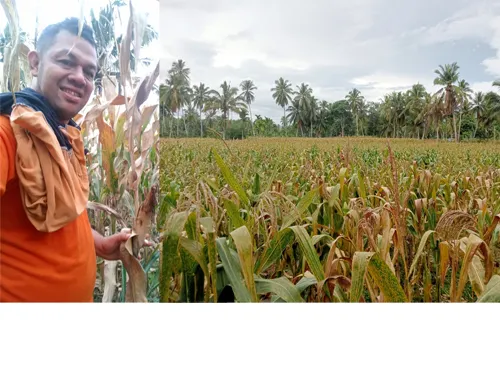 Petani Milenial Madina Bergerak
