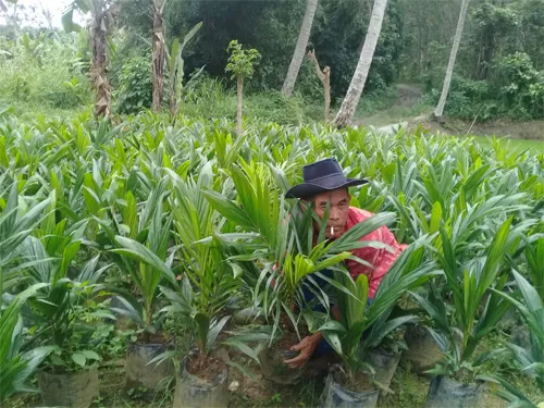 Bibit Kelapa Sawit Bersertifikat Harga Kompetitif