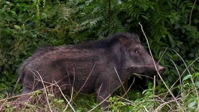 Babi Hutan "Ngamuk" Serang Petani, Dilarikan Ke RSUD Panyabungan