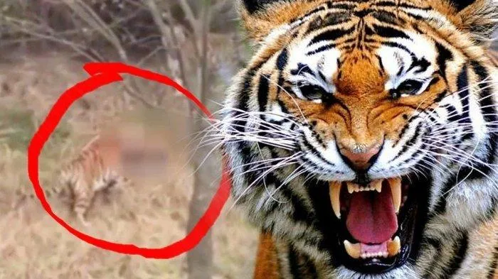 Harimau "Mengamuk", Petani Diterkam