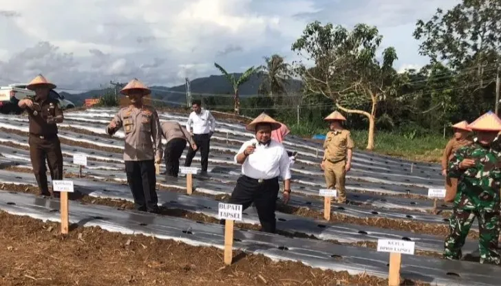 Bupati Tapsel - Unsur Forkopimda Tanam Perdana Bibit Palawija