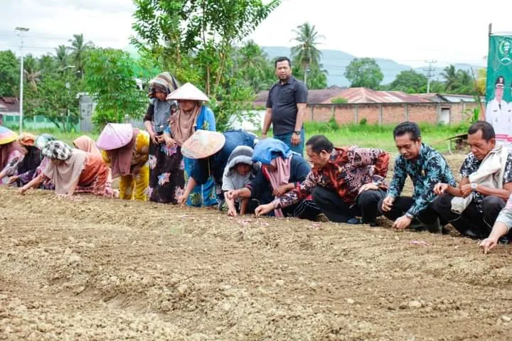 Walikota P. Sidimpuan - Masyarakat Manegen Tanam Bawang Merah