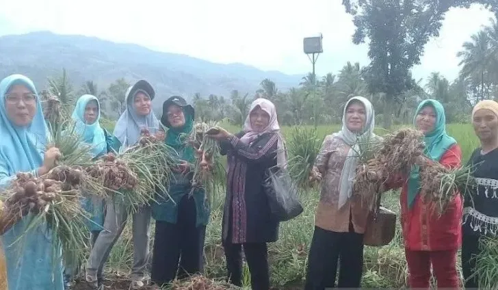 Dinas Pertanian Tapsel Dorong Petani Budidayakan Bawang Merah Batu Ijo