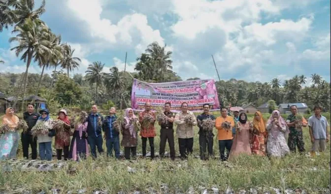 Walikota Sidempuan Hadiri Panen Perdana Bawang Merah Gapoktan