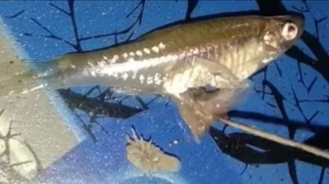 Heboh, Perut ikan Dibelah Isinya Kutu Kura-kura Hidup