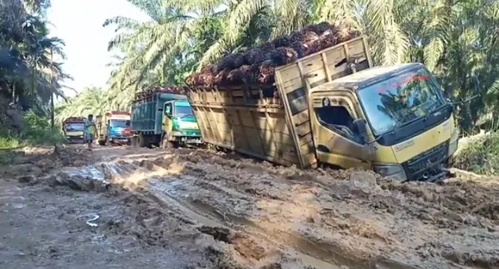 Investor Jangan Jadi 'Predator'  Di Pantai Barat Madina , Camat Beberkan Produksi TBS