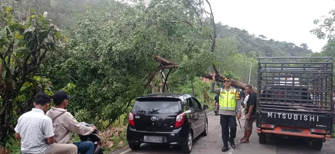 Pohon Tumbang Di Ruas Jalan Tambangan