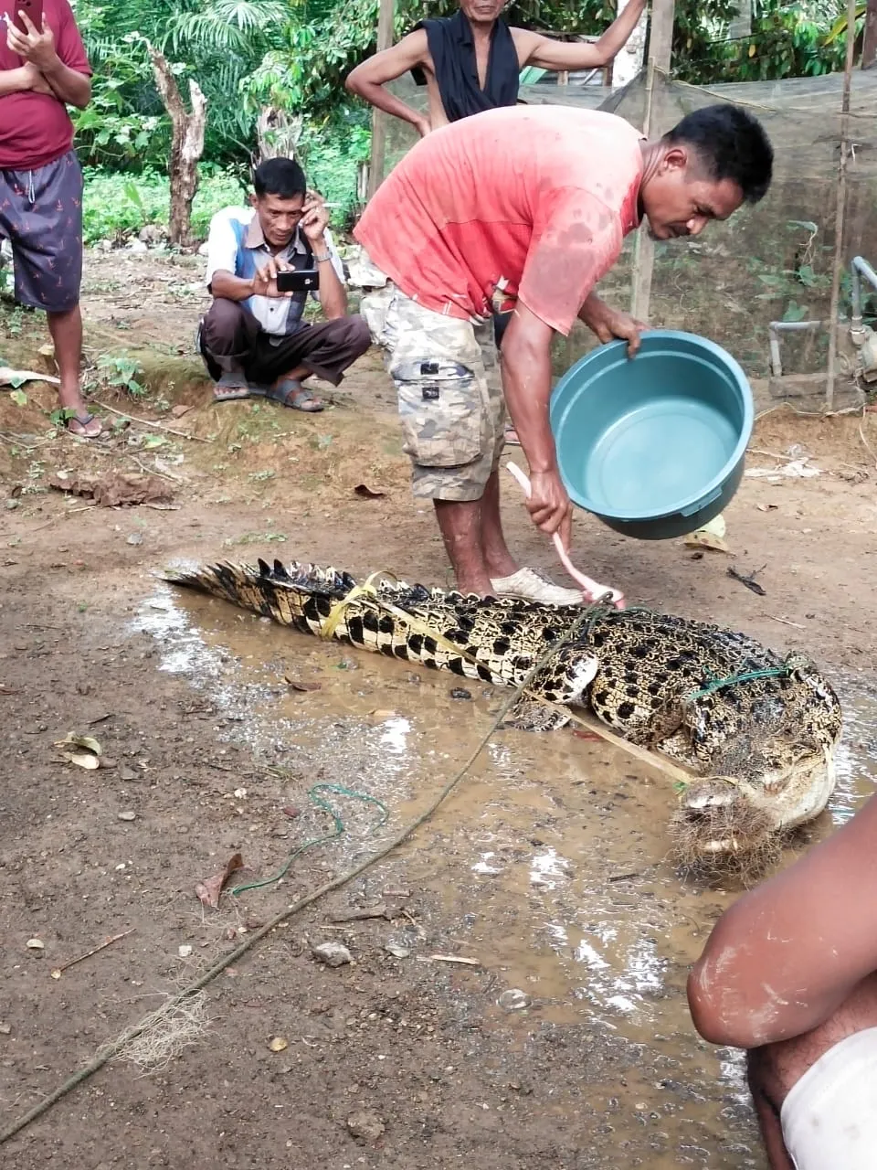 Buaya 3 Meter Tersangkut  Di Sungai Batangnatal