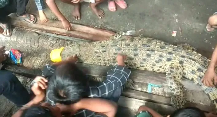 Kapal Nelayan Batu Bara Diserang Kawanan Buaya