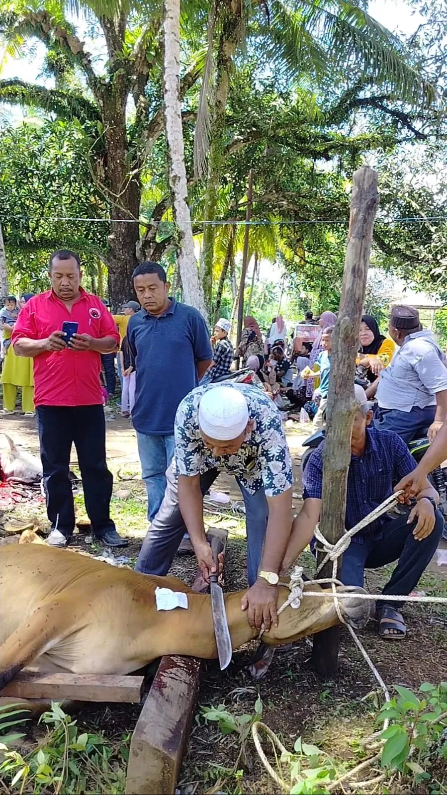 PDI-P Bagikan Hewan Kurban Di Madina
