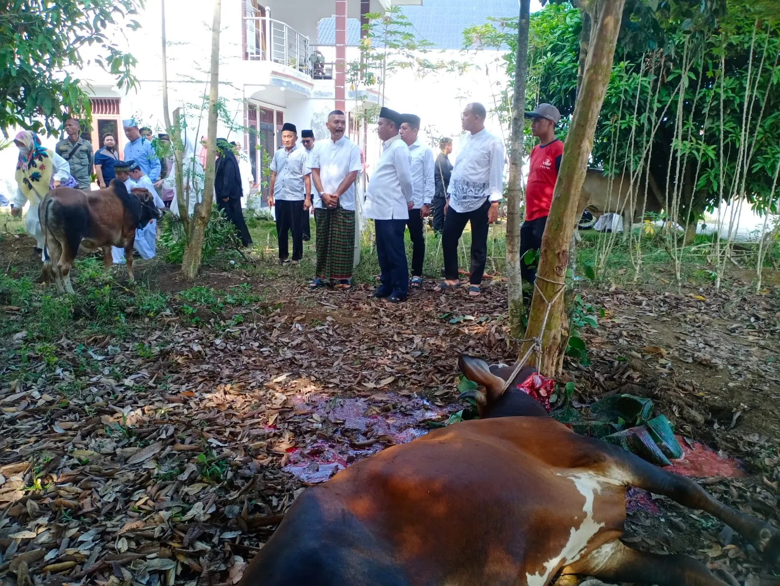 Pemkab Sergai sembelih 100 Ekor Lembu, dua Kambing