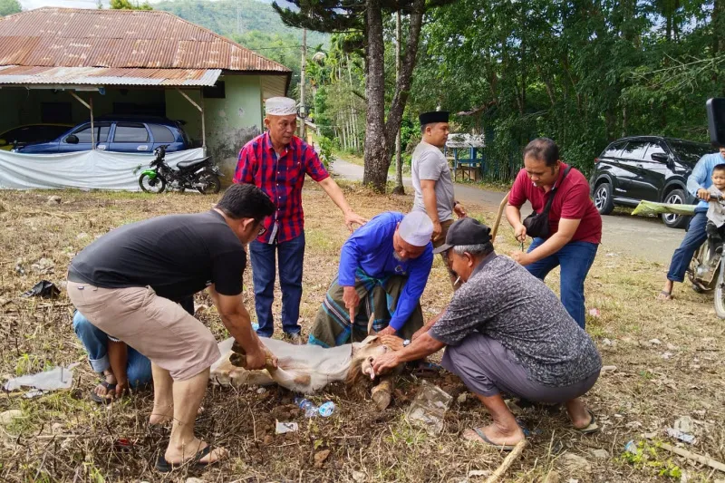 SMSI Madina Sembelih Dua Ekor Kambing