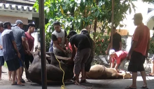 Ladon Club Indonesia Sembelih 10 Hewan Kurban