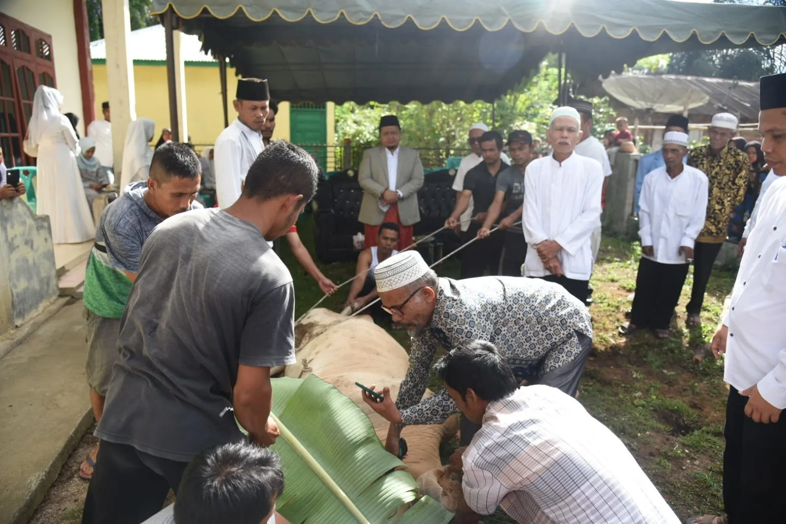 Pemkab Tapsel Tebarkan Hewan Kurban di 15 Kecamatan