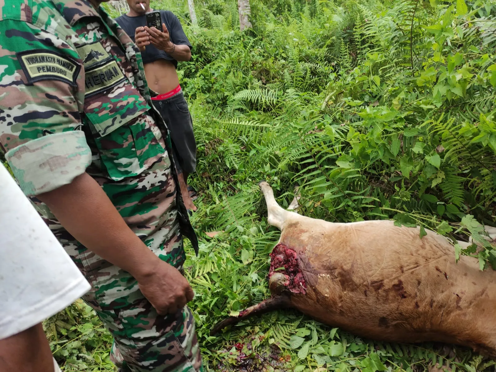 Harimau Mengganas Di Kotanopan, 2 Ternak Sapi Mati Dimangsa