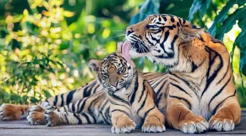 Harimau Resahkan Kotanopan, Pemkab Instruksukan Siskamling