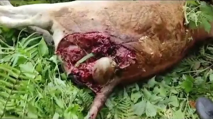Harimau Resahkan Kotanopan, Pemkab Instruksukan Siskamling