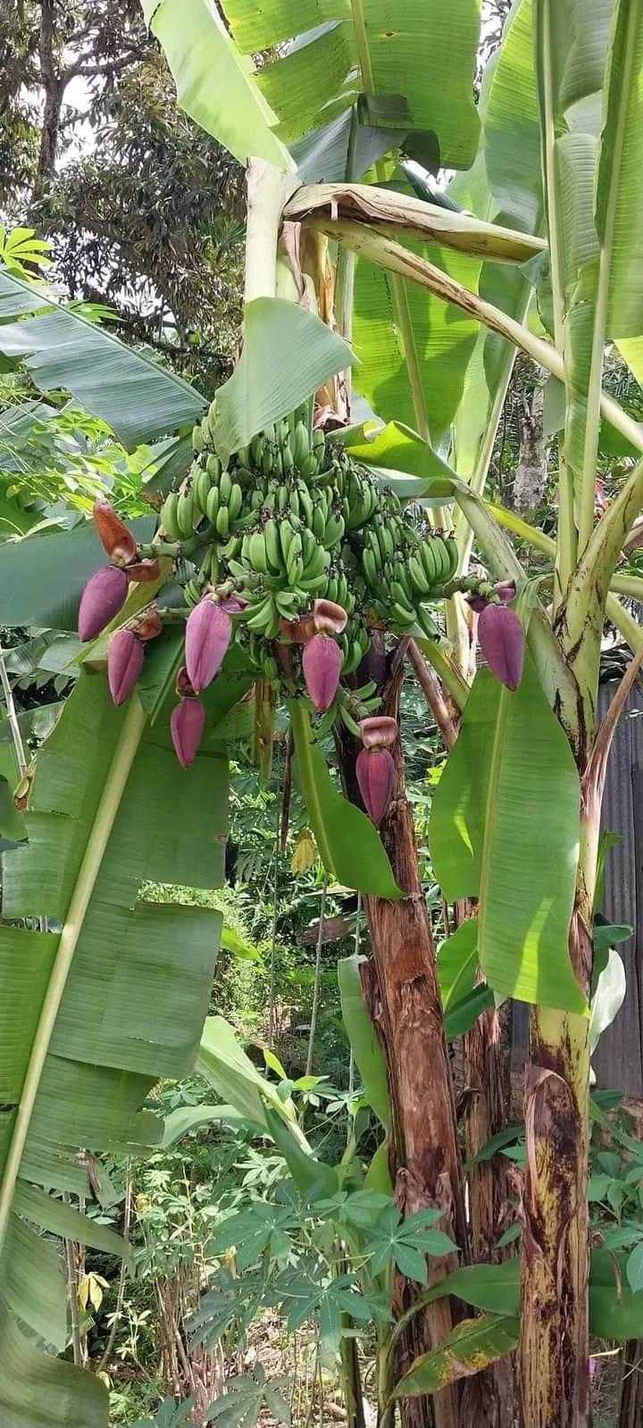 Pohon Pisang Ajaib Berjantung 7 di Desa Manis Asahan