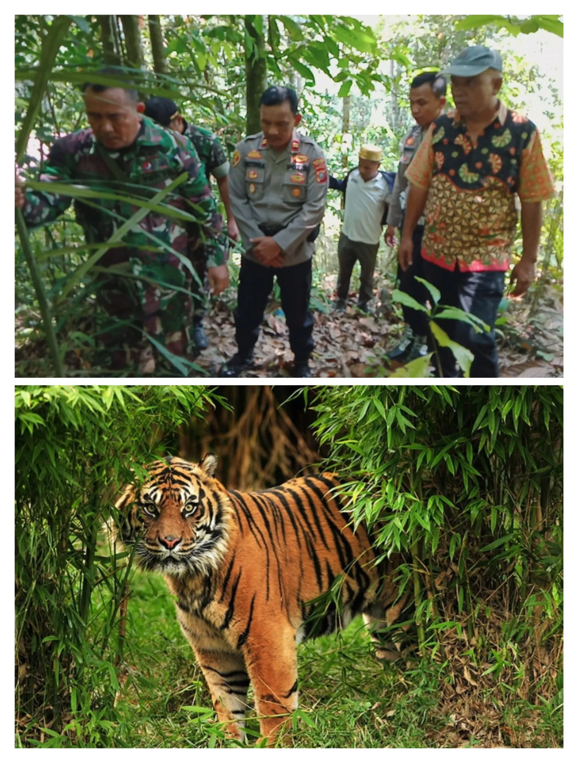 Warga Kotanopan Ketakutan  Temukan Jejak Harimau Dekat SD