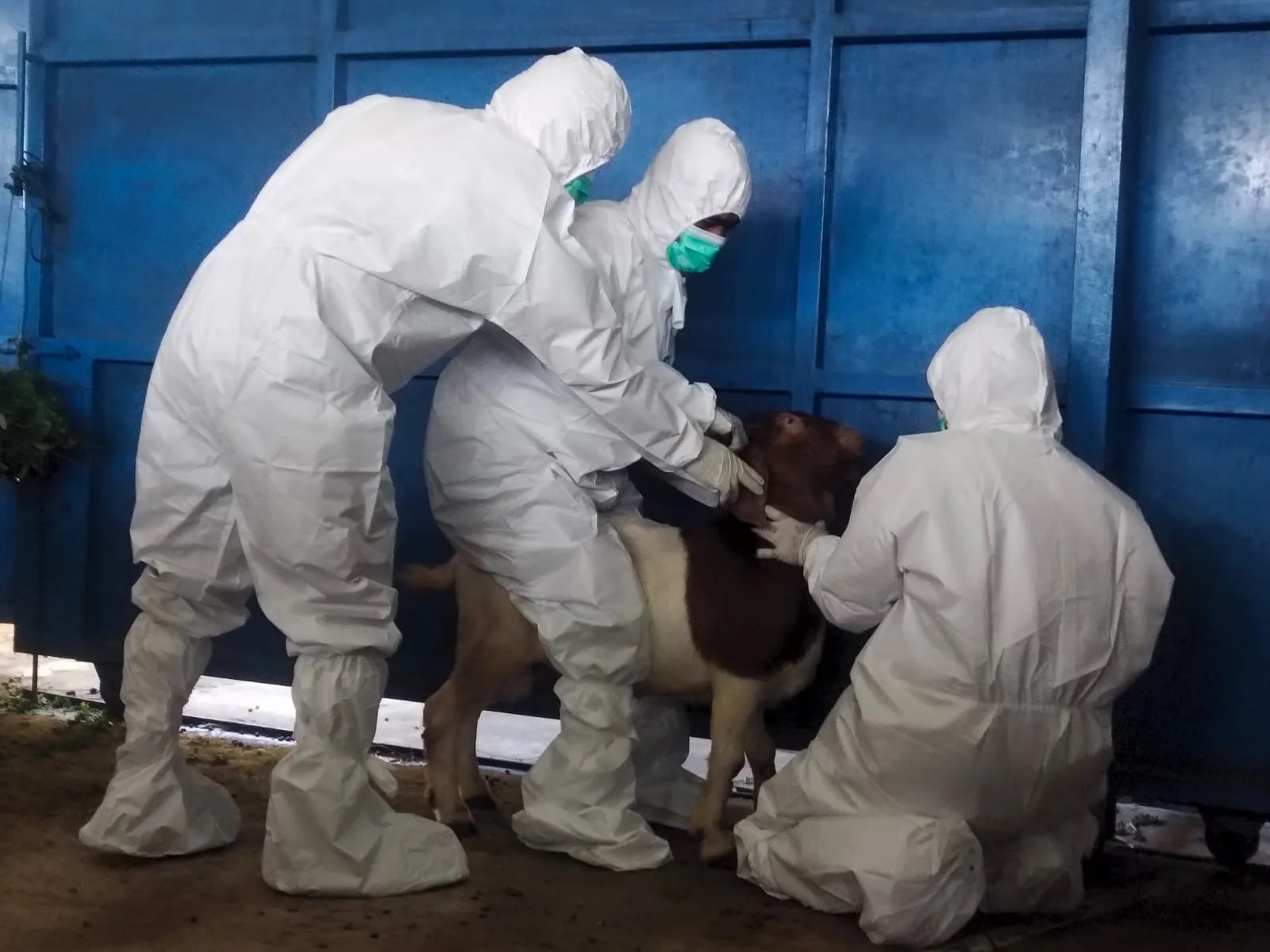 Bea Cukai Langsa Suntik Mati Kambing Positif PMK Hasil Sitaan