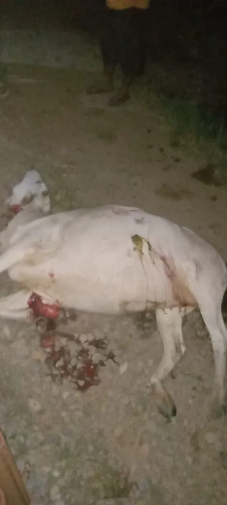Miris, 8 Ekor Lembu Mati Ditabrak Kereta Api Malam Hari