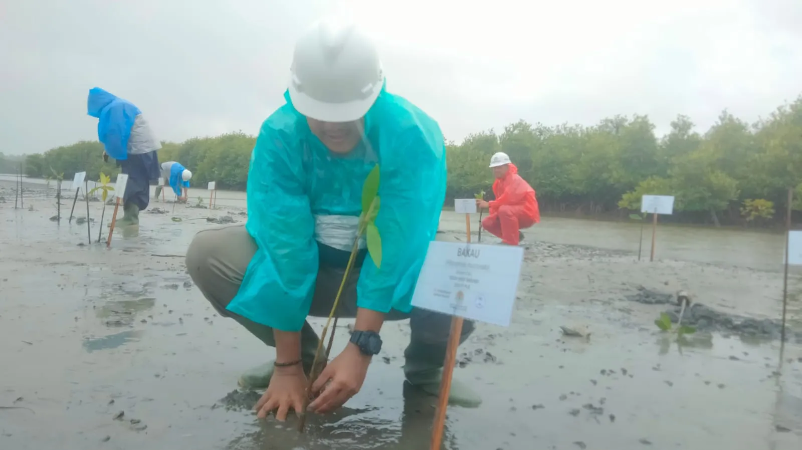 PT PLB Tanam 41 Ribu Mangrove di Singkil