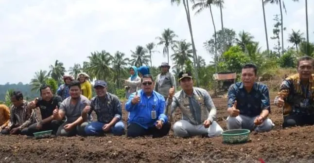 Sekdako P.Sidimpuan Hadiri Tanam Perdana Bawang Merah