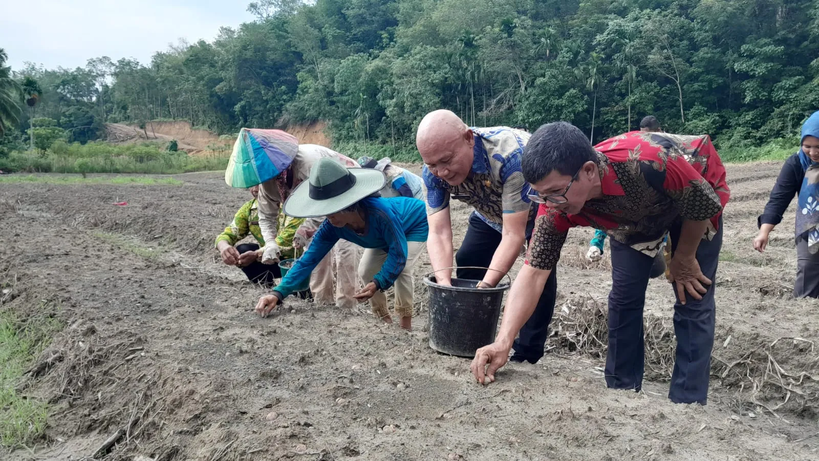 40 Ton Bibit Bawang Merah dan 42 Ton Pupuk Organik Dibagikan ke Madina