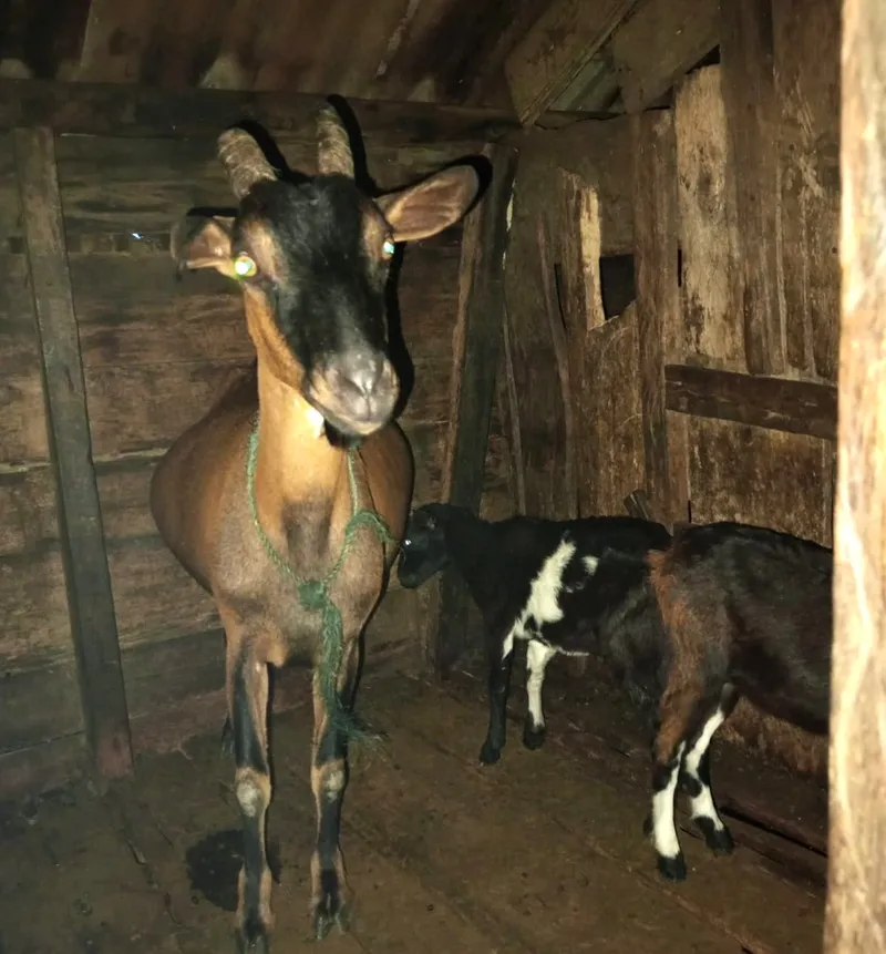 Ternak Kambing Warga Singkil Digondol Maling Gunakan Mobil
