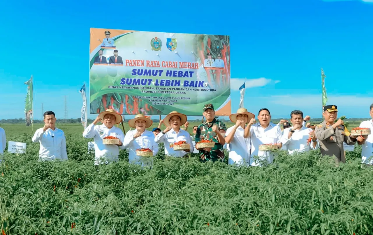 Pj Gubsu & Bupati Batu Bara Panen Cabai Merah