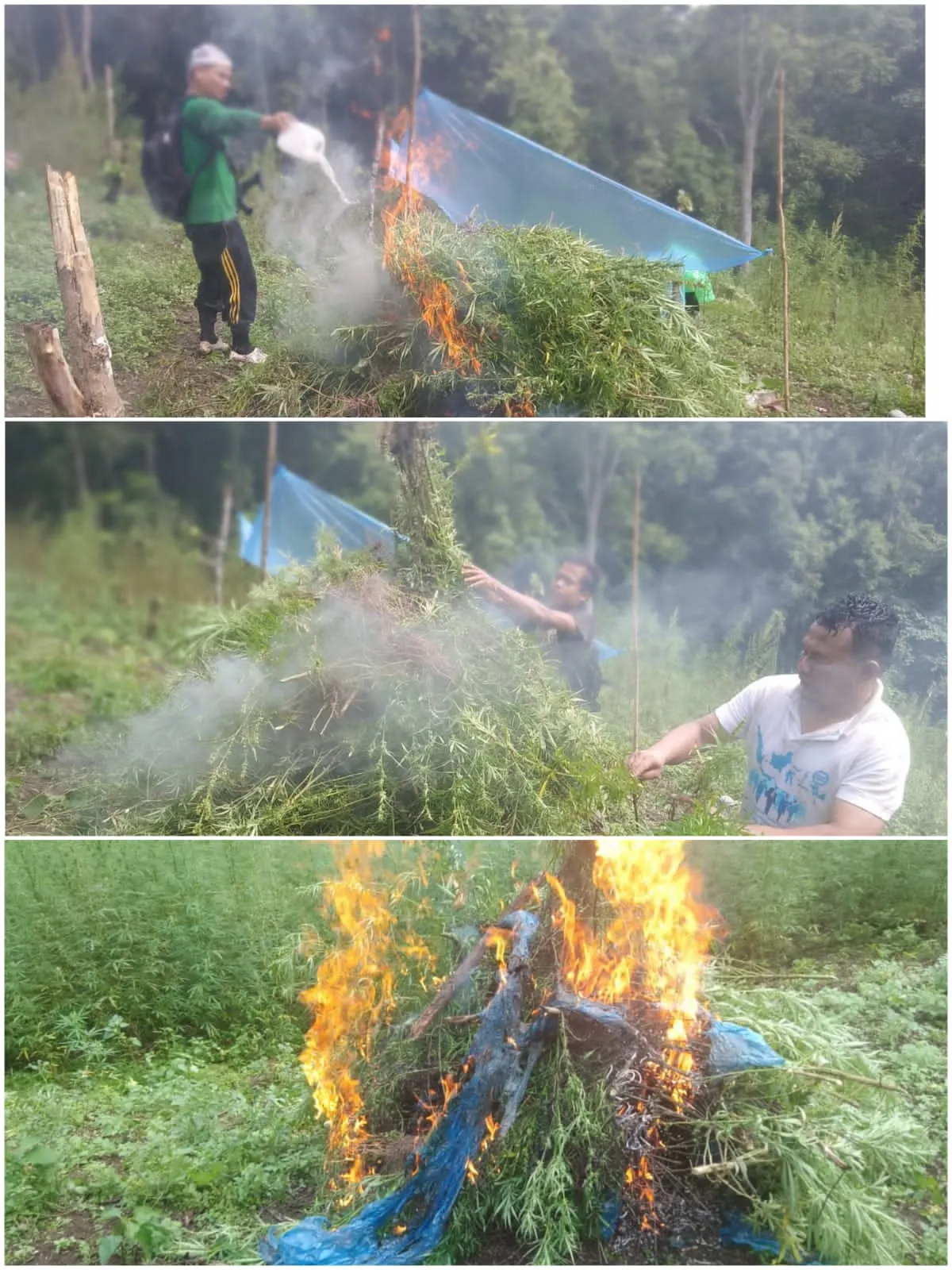 Lagi, 25 Ton Tanaman Ganja di Tor Sihite Dicabut dan Dibakar
