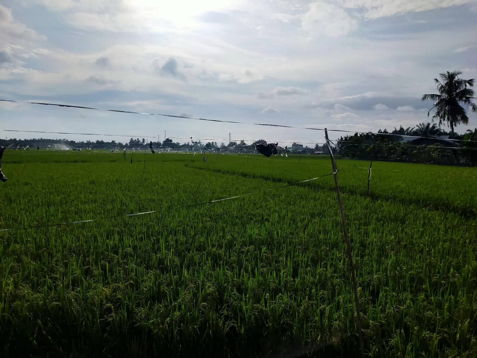 Burung Pipit dan Walangsangit Serang Tanaman Padi Warga Abdya