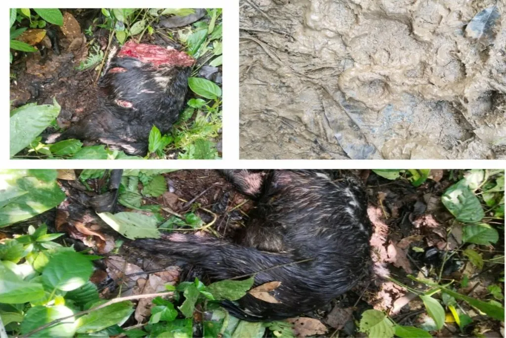 Dua Kambing Mati Mengenaskan Diduga Dimangsa Harimau Ganas