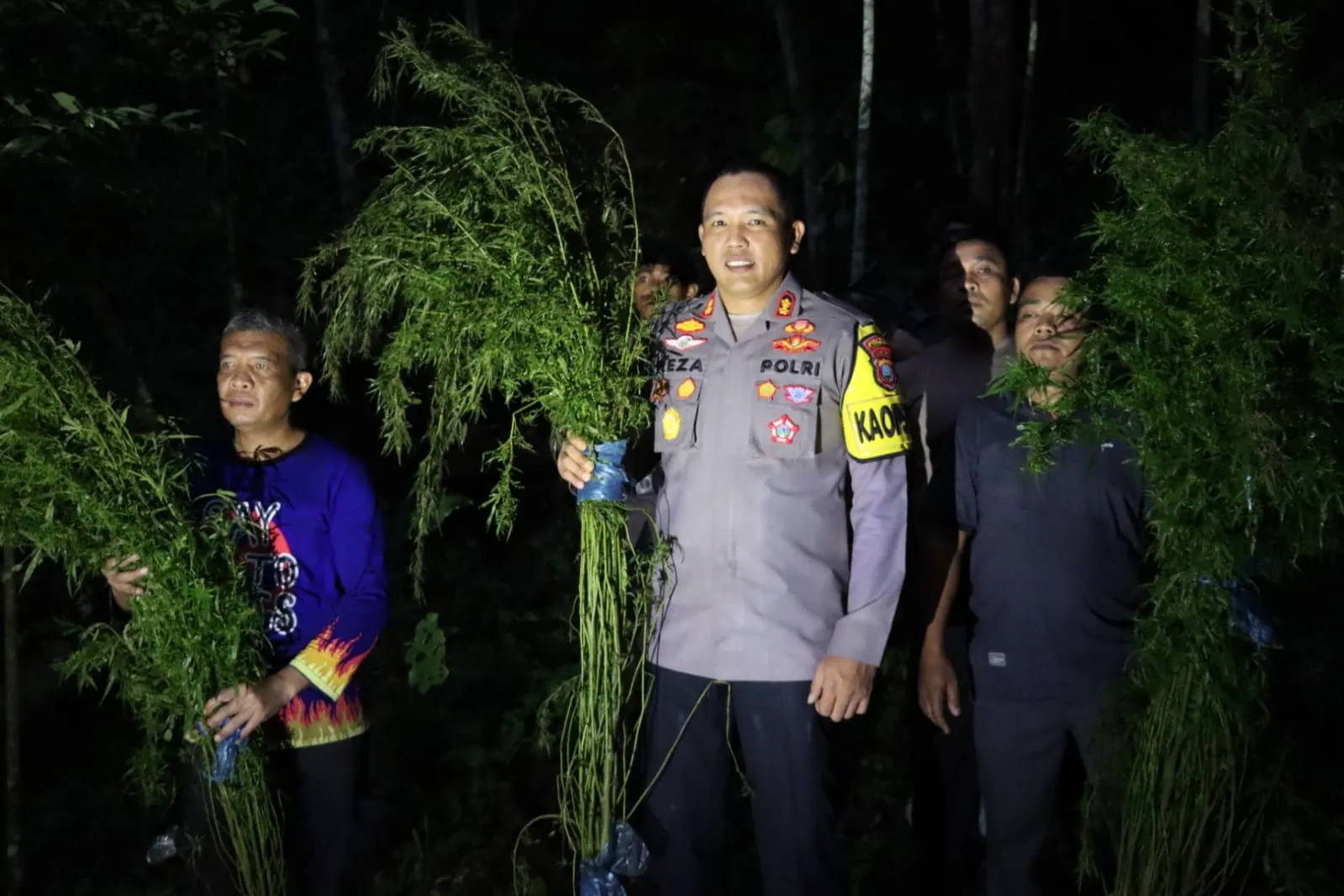 Polres Madina Temukan 5 Ha  Ladang Ganja Siap Panen, Polisi Buru Pemilik Ladang Ganja