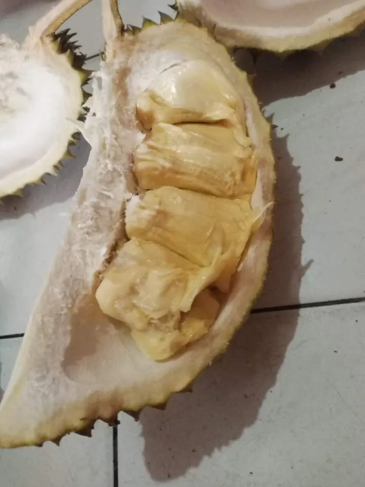 Durian Madina, Pilih Durian Putih Atau Warna Kuning?