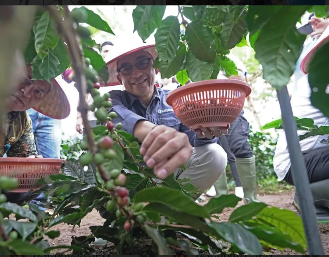 Dorong UMKM Naik Kelas, BI Panen Perdana Demplot Klaster Kopi di Dairi