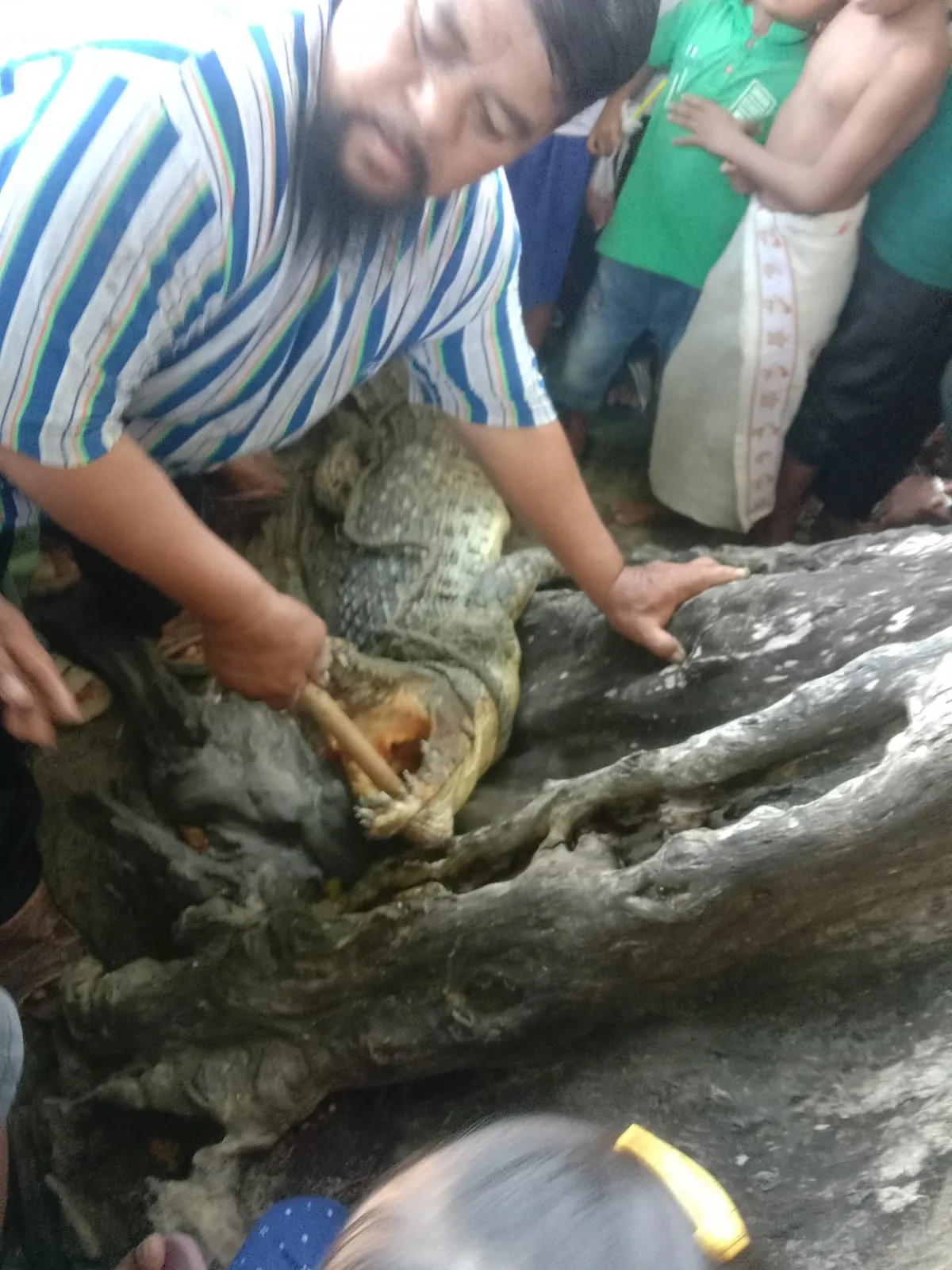 Geger Warga Batubara Diserang Buaya