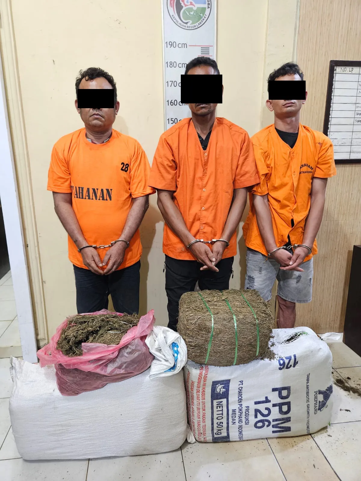 Polres Langkat Tangkap Tiga Tersangka 32 Kg Ganja