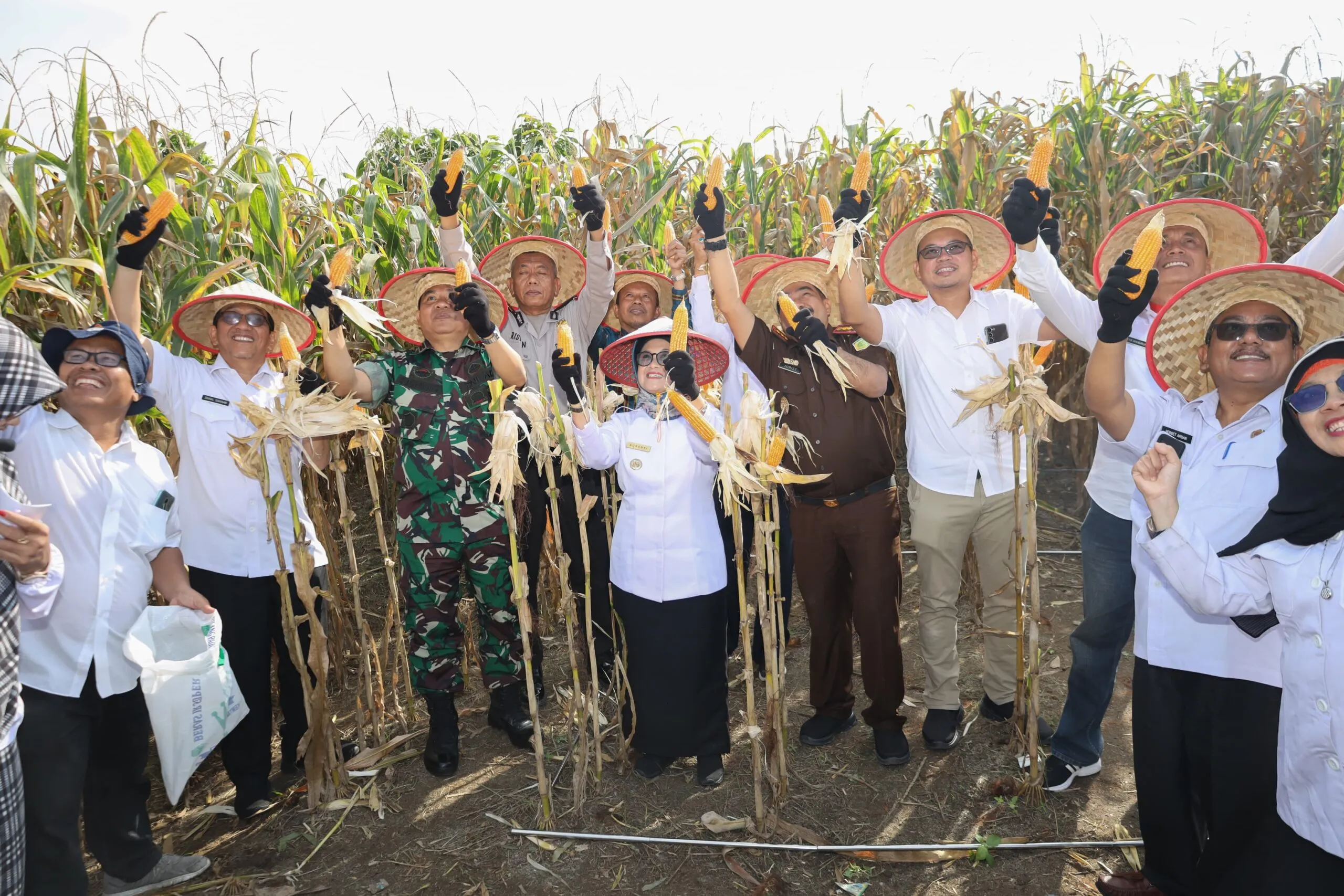 Wali Kota Pematangsiantar Panen Jagung Bersama Petani Kelompok Tani