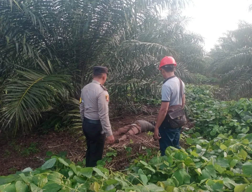 Karyawan PT Socfindo Tanah Gambus  Temukan Mayat di Lahan Kebun