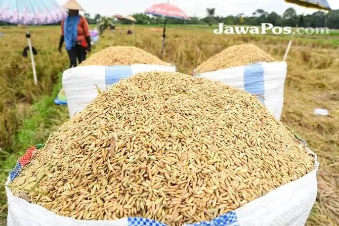 Harga Gabah Di Sumut Terendah Rp5.600/Kg