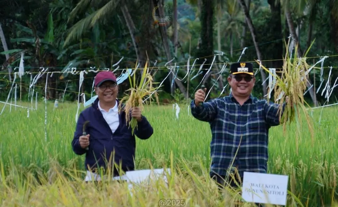 Wali Kota dan Wakil Wali Kota Gunungsitoli Ikuti Panen Raya Padi Serentak