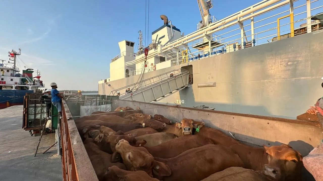 Pelindo Komit Layanan Livestock, Kawal Ketahanan Pangan Nasional