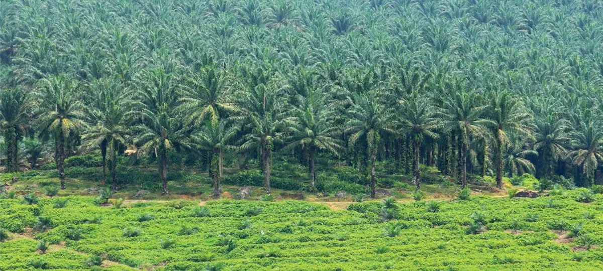Perkebunan Sawit Urus Izin HGU Diduga Hutan Lindung, Kades Batusondat Melawan