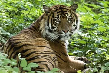 Dua Kali Kepergok Harimau, Warga Kotanopan Waspada